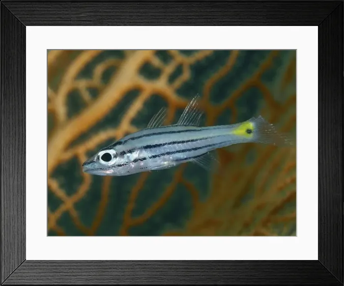 Framed Print : A striped fish with a yellow tail Framed Print : A striped fish with a yellow tail
