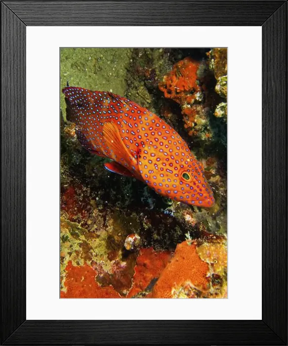 Framed Print : Coral Grouper, Coral Rock Cod, Cephalopholis miniata, Coral Reef, South Ari Atoll, Maldives, Indian Ocean, Asia Framed Print : Coral Grouper, Coral Rock Cod, Cephalopholis miniata, Coral Reef, South Ari Atoll, Maldives, Indian Ocean, Asia