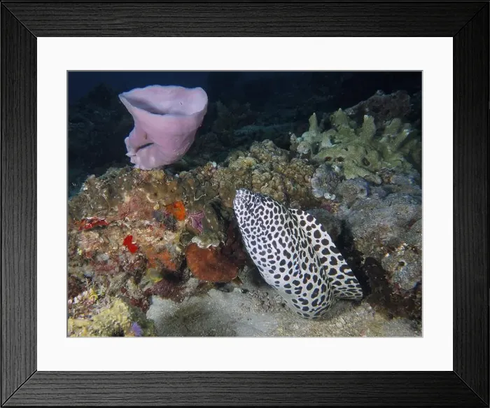 Framed Print : Large reticulated moray eel (Gymnothorax favagineus) among colourful corals and sea sponges on the seabed Framed Print : Large reticulated moray eel (Gymnothorax favagineus) among colourful corals and sea sponges on the seabed