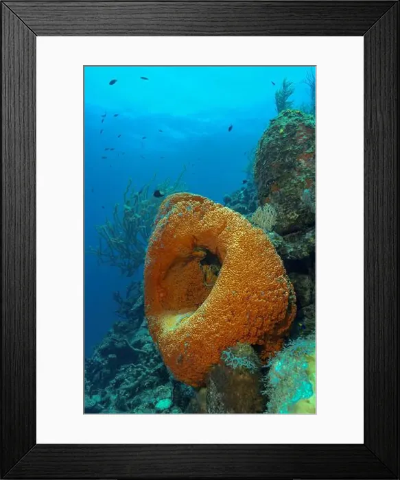 Framed Print : A bright orange barrel sponge dominates the foreground of this underwater scene off Bonaire Framed Print : A bright orange barrel sponge dominates the foreground of this underwater scene off Bonaire
