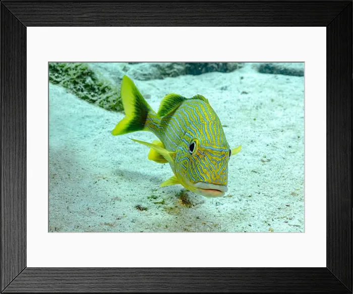 Framed Print : A vibrant Haemulon sciurus, commonly known as the bluestriped grunt Framed Print : A vibrant Haemulon sciurus, commonly known as the bluestriped grunt