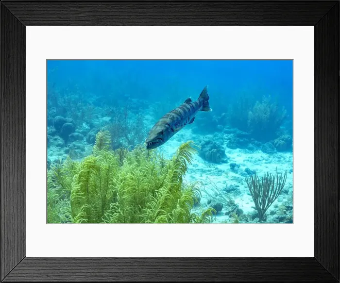 Framed Print : A Great Barracuda or Sphyraena barracuda glides through the clear waters amidst vibrant sea flora in Bonaire's marine Framed Print : A Great Barracuda or Sphyraena barracuda glides through the clear waters amidst vibrant sea flora in Bonaire's marine