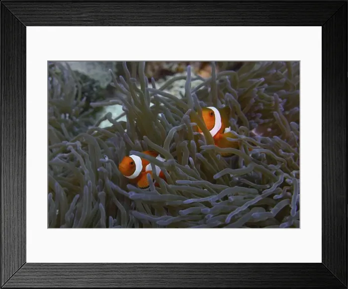 Framed Print : Two Ocellaris Clownfish (Amphiprion ocellaris) swimming between the tentacles of a sea anemone Framed Print : Two Ocellaris Clownfish (Amphiprion ocellaris) swimming between the tentacles of a sea anemone