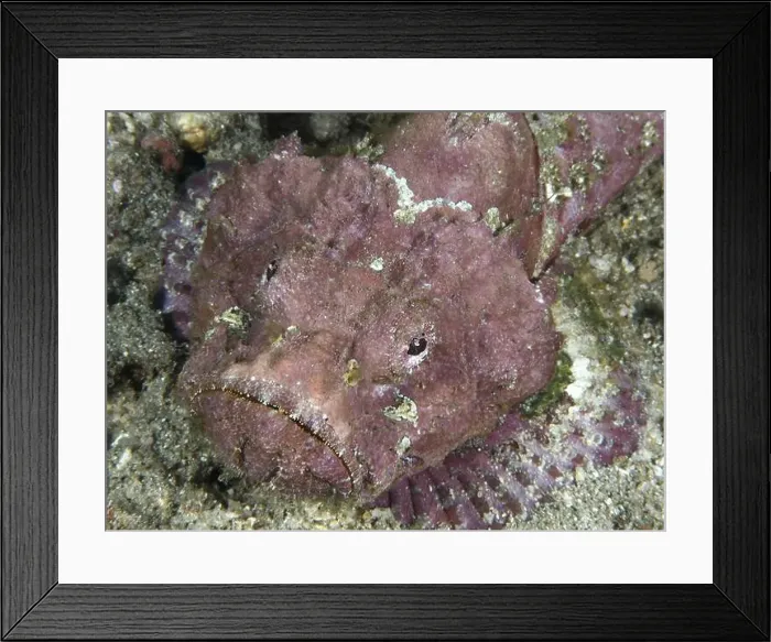 Framed Print : Portrait of humpback scorpionfish (Scorpaenopsis diabolus), dive site Pidada, Penyapangan, Bali, Indonesia, Asia Framed Print : Portrait of humpback scorpionfish (Scorpaenopsis diabolus), dive site Pidada, Penyapangan, Bali, Indonesia, Asia