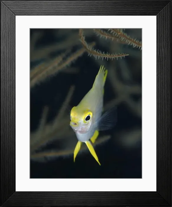 Framed Print : Small fish with yellow head, Golden damselfish (Amblyglyphidodon aureus) juvenile Framed Print : Small fish with yellow head, Golden damselfish (Amblyglyphidodon aureus) juvenile