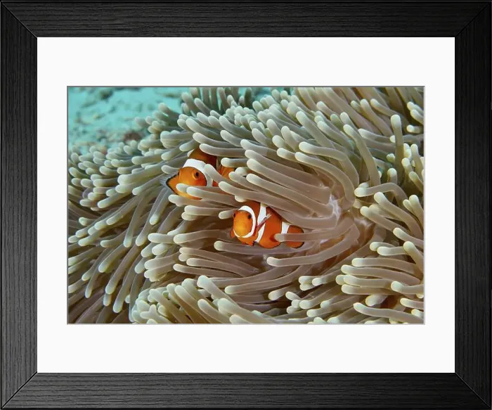 Framed Print : Two Ocellaris Clownfish (Amphiprion ocellaris) hiding in the tentacles of a sea anemone in the coral reef