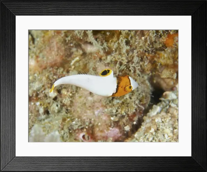 Framed Print : A small, orange and white spotted fish Framed Print : A small, orange and white spotted fish