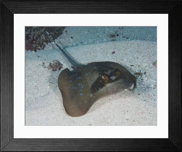 Framed Print : Spotted stingray, blue spotted stingray (Neotrygon kuhlii) Framed Print : Spotted stingray, blue spotted stingray (Neotrygon kuhlii)