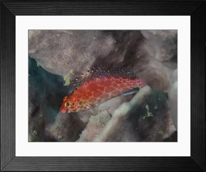Framed Print : Small red fish with dots, Coral hawkfish (Cirrhitichthys oxycephalus) Framed Print : Small red fish with dots, Coral hawkfish (Cirrhitichthys oxycephalus)