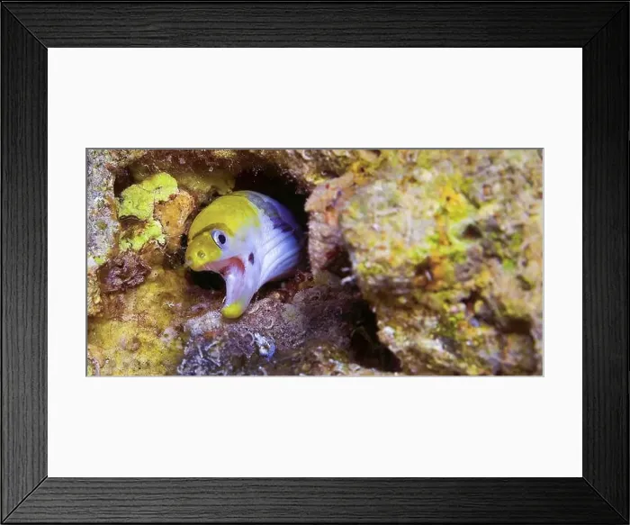 Framed Print : Yellow-Headed Moray Eel, Banded Moray Framed Print : Yellow-Headed Moray Eel, Banded Moray