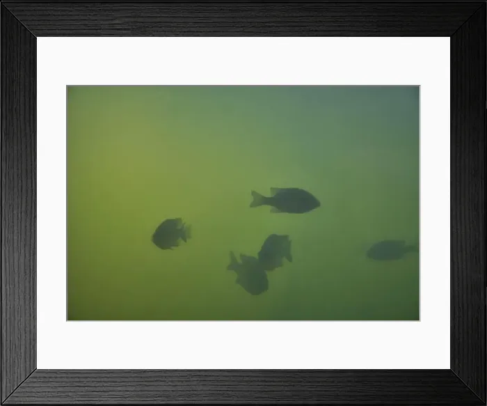 Framed Print : Crappie fish in large tank Framed Print : Crappie fish in large tank