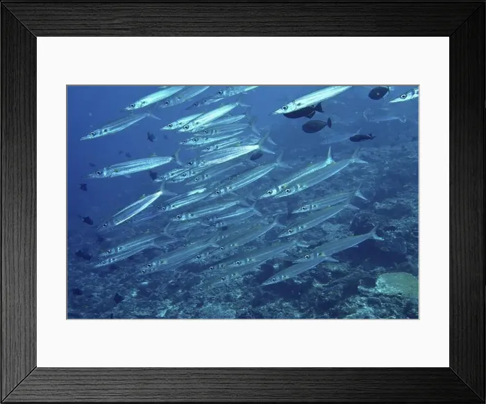 Framed Print : School of fish, bigeye barracuda (Sphyraena forsteri)