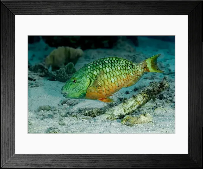 Framed Print : A vibrant Sparisoma viride, or stoplight parrotfish, swimming near the sandy sea bottom off the coast of Bonaire Framed Print : A vibrant Sparisoma viride, or stoplight parrotfish, swimming near the sandy sea bottom off the coast of Bonaire