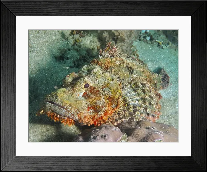 Framed Print : Close-up of fringed scorpionfish (Scorpaenopsis oxycephalus), dive site Prapat, Penyapangan, Bali, Indonesia, Asia Framed Print : Close-up of fringed scorpionfish (Scorpaenopsis oxycephalus), dive site Prapat, Penyapangan, Bali, Indonesia, Asia