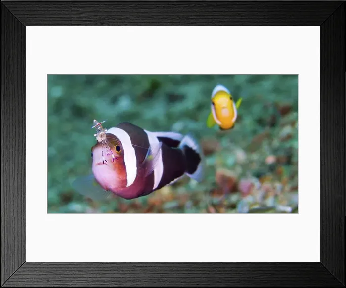Framed Print : Holthuis Anemone Shrimp, Ancylomenes holtlhuisi Framed Print : Holthuis Anemone Shrimp, Ancylomenes holtlhuisi