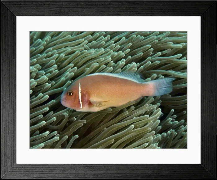 Framed Print : A pink-coloured fish, collar anemonefish (Amphiprion perideraion) Framed Print : A pink-coloured fish, collar anemonefish (Amphiprion perideraion)