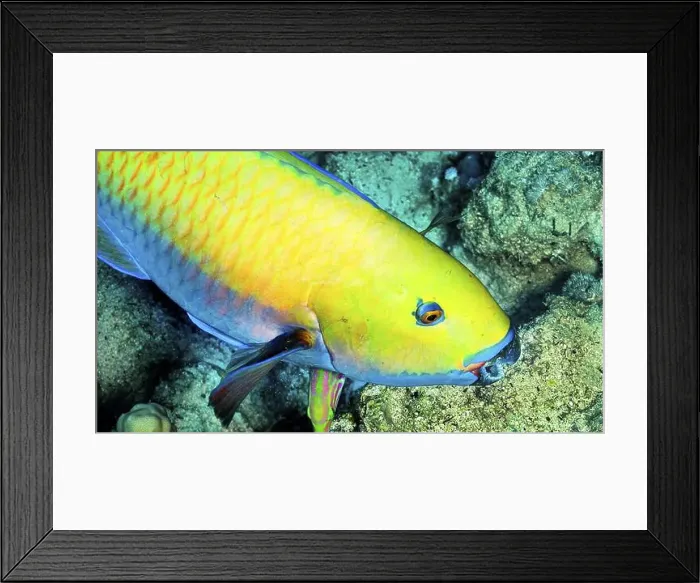 Framed Print : Steephead Parrotfish, Heavybeak Parrotfish, Chlorurus gibbus, Coral Reef, Red Sea, Egypt, Africa