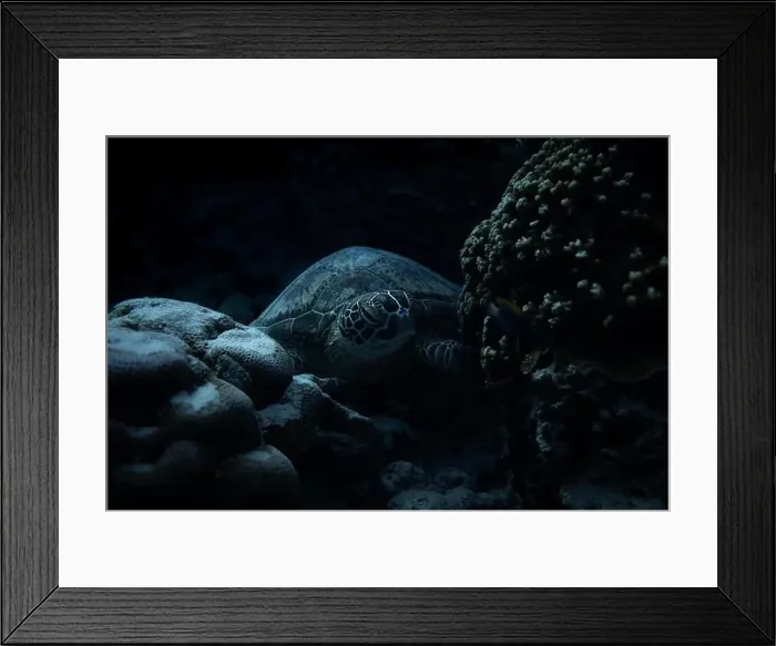 Framed Print : A green sea turtle rests peacefully on vibrant coral Framed Print : A green sea turtle rests peacefully on vibrant coral