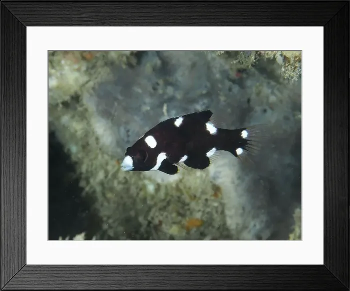 Framed Print : Black-and-white fish with spots Framed Print : Black-and-white fish with spots