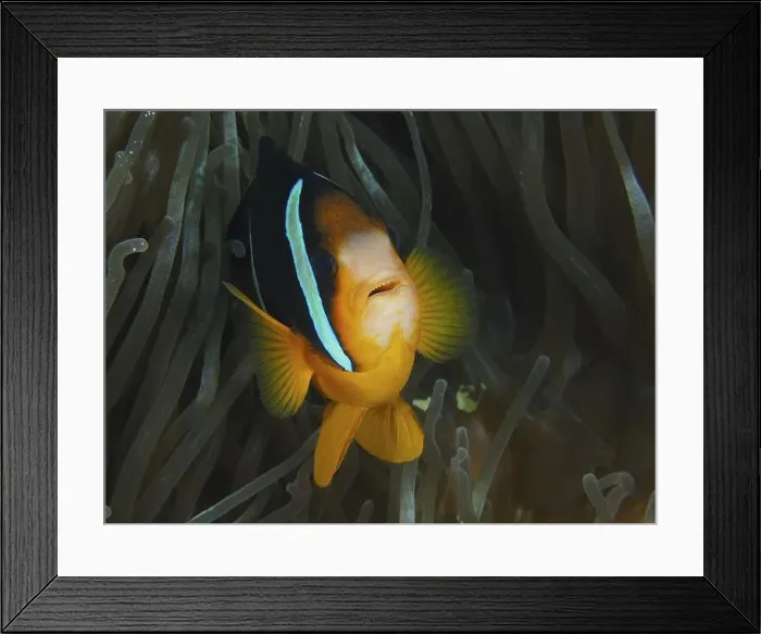 Framed Print : Close-up of a clownfish, Clark's anemonefish (Amphiprion clarkii) Framed Print : Close-up of a clownfish, Clark's anemonefish (Amphiprion clarkii)