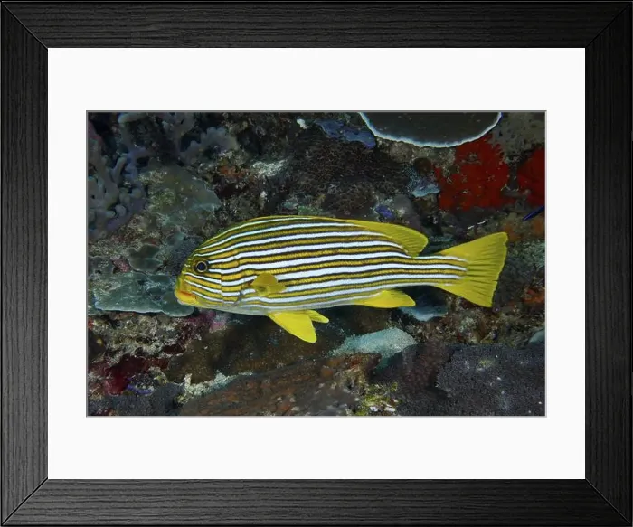 Framed Print : A yellow striped fish, golden banded sweetlips (Plectorhinchus polytaenia) Framed Print : A yellow striped fish, golden banded sweetlips (Plectorhinchus polytaenia)