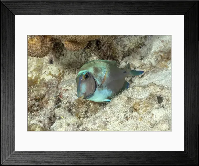 Framed Print : A colorful Acanthurus chirurgus Framed Print : A colorful Acanthurus chirurgus
