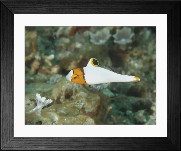 Framed Print : A small fish with a characteristic pattern Framed Print : A small fish with a characteristic pattern