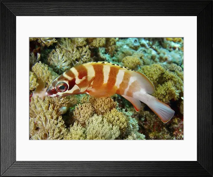 Framed Print : Goldblotch grouper (Epinephelus fasciatus) Framed Print : Goldblotch grouper (Epinephelus fasciatus)