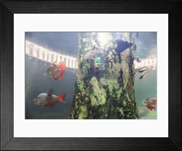 Framed Print : Hyphessobrycon columbianus tropical aquarium fish side view. Fish habitat Framed Print : Hyphessobrycon columbianus tropical aquarium fish side view. Fish habitat