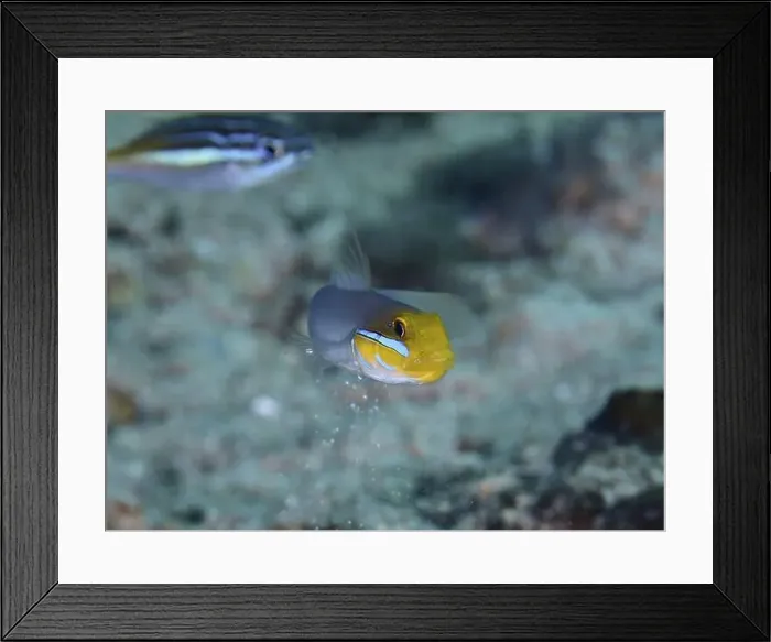 Framed Print : Fish with yellow head, golden-fronted sleeper goby (Valenciennea strigata) Framed Print : Fish with yellow head, golden-fronted sleeper goby (Valenciennea strigata)