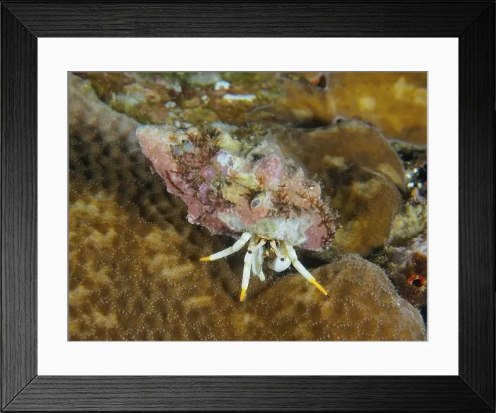 Framed Print : A hermit crab in pink and brown shell Framed Print : A hermit crab in pink and brown shell