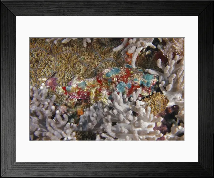 Framed Print : A strikingly patterned fish, humpback scorpionfish (Scorpaenopsis diabolus) Framed Print : A strikingly patterned fish, humpback scorpionfish (Scorpaenopsis diabolus)
