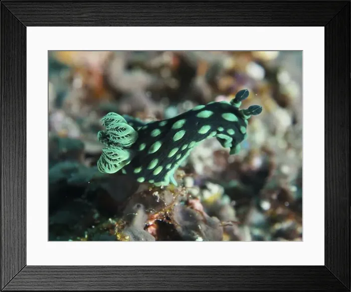 Framed Print : Green nudibranch with dots, neon star snail (Nembrotha cristata) Framed Print : Green nudibranch with dots, neon star snail (Nembrotha cristata)