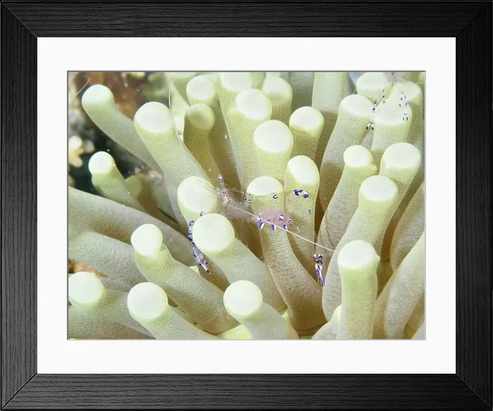 Framed Print : Luminous shrimp, Saravati anemone partner shrimp (Ancylomenes sarasvati) Framed Print : Luminous shrimp, Saravati anemone partner shrimp (Ancylomenes sarasvati)