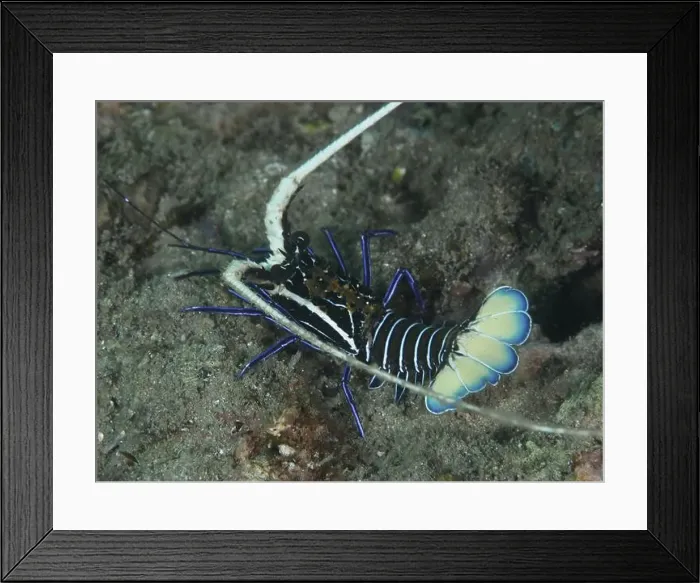 Framed Print : Painted rock crayfish (Panulirus versicolor) on the seabed, dive site Gondol East, Gondol, Bali, Indonesia, Asia Framed Print : Painted rock crayfish (Panulirus versicolor) on the seabed, dive site Gondol East, Gondol, Bali, Indonesia, Asia