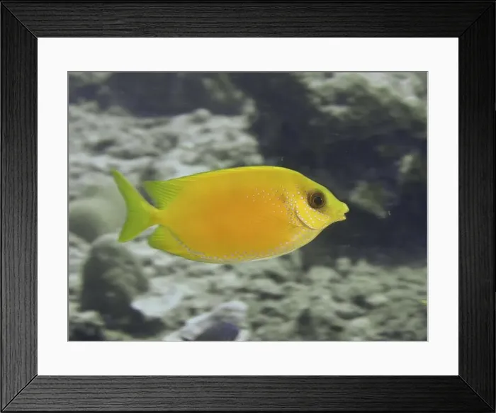 Framed Print : Bright yellow fish, Indian coral rabbitfish (Siganus corallinus) Framed Print : Bright yellow fish, Indian coral rabbitfish (Siganus corallinus)