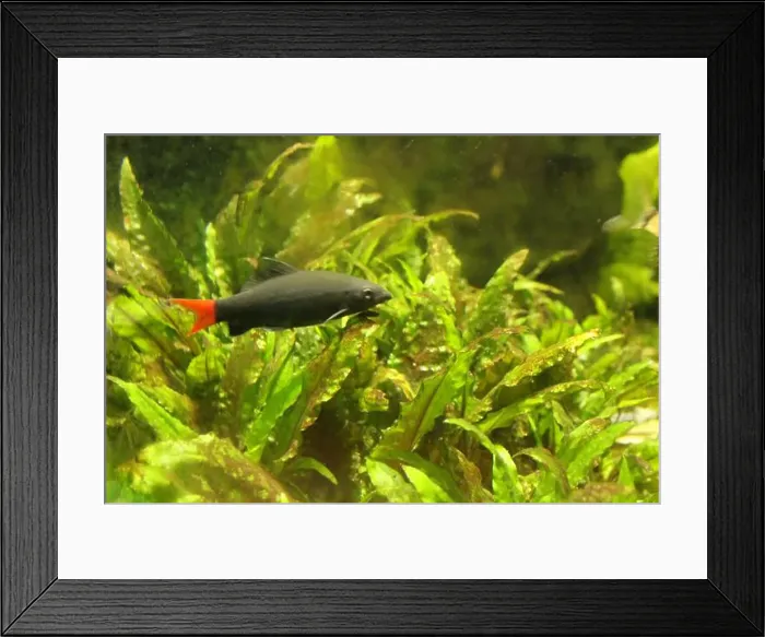Framed Print : Epalzeorhynchos bicolor is a small exotic fish with a red body and a red tail swimming among algae Framed Print : Epalzeorhynchos bicolor is a small exotic fish with a red body and a red tail swimming among algae