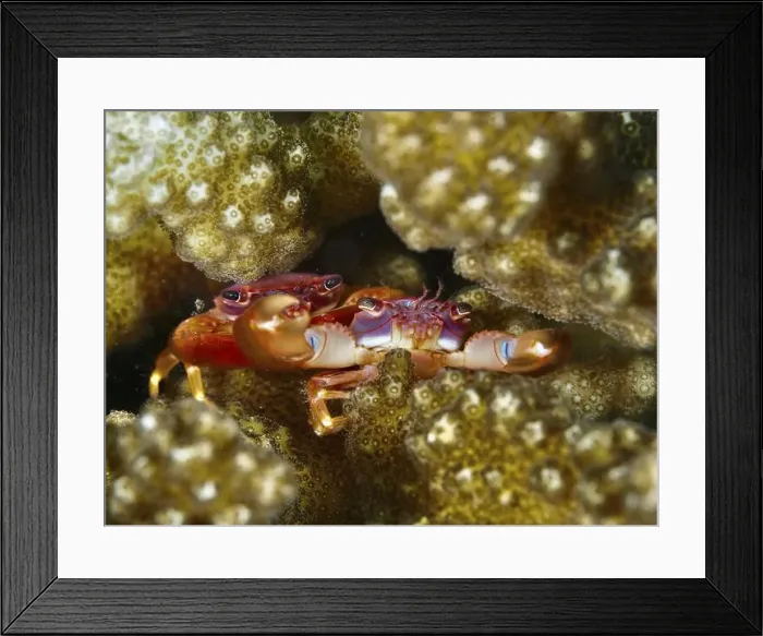 Framed Print : Red and orange crab, purple coral crab (Trapezia cymodoce) Framed Print : Red and orange crab, purple coral crab (Trapezia cymodoce)