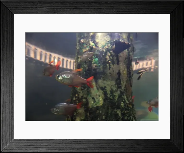 Framed Print : Hyphessobrycon columbianus in the aquarium in the aquarium. Breeding ornamental fish Framed Print : Hyphessobrycon columbianus in the aquarium in the aquarium. Breeding ornamental fish