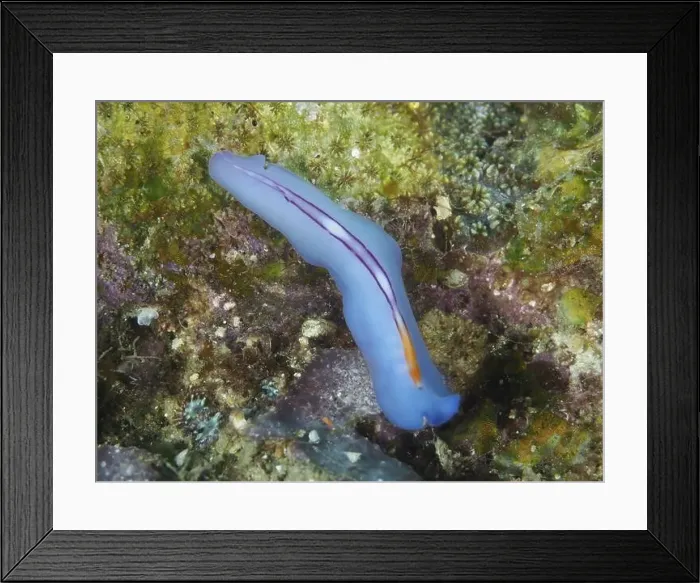 Framed Print : Elongated blue flatworm, racing stripe whirlpool worm (Pseudoceros bifurcus) Framed Print : Elongated blue flatworm, racing stripe whirlpool worm (Pseudoceros bifurcus)