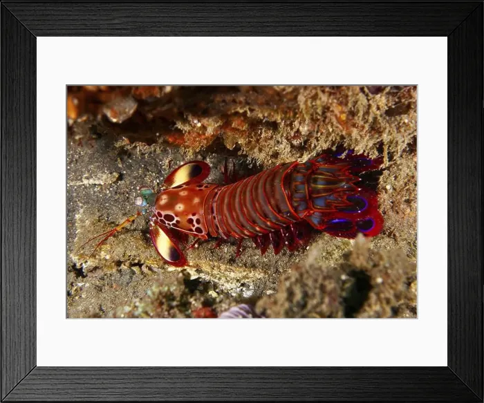 Framed Print : Colourful mantis shrimp with bright red colours Framed Print : Colourful mantis shrimp with bright red colours