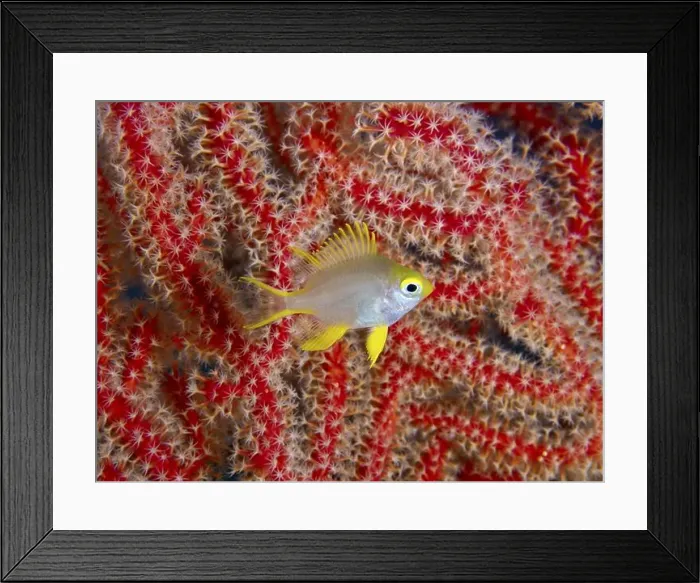 Framed Print : Yellow coloured fish, Golden damselfish (Amblyglyphidodon aureus) juvenile Framed Print : Yellow coloured fish, Golden damselfish (Amblyglyphidodon aureus) juvenile