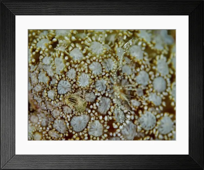 Framed Print : Coral barnacle (Ceratoconcha), crustacean Framed Print : Coral barnacle (Ceratoconcha), crustacean