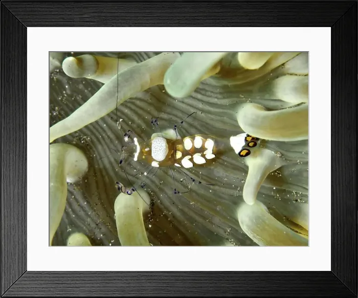 Framed Print : Transparent peacock anemone shrimp (Ancylocaris brevicarpalis) hiding between the tentacles of a sea anemone Framed Print : Transparent peacock anemone shrimp (Ancylocaris brevicarpalis) hiding between the tentacles of a sea anemone