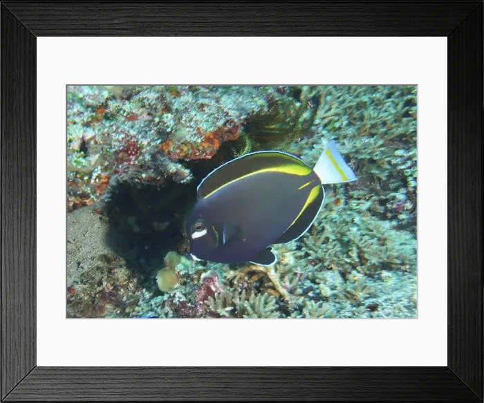 Framed Print : Large blue fish with yellow stripes Framed Print : Large blue fish with yellow stripes