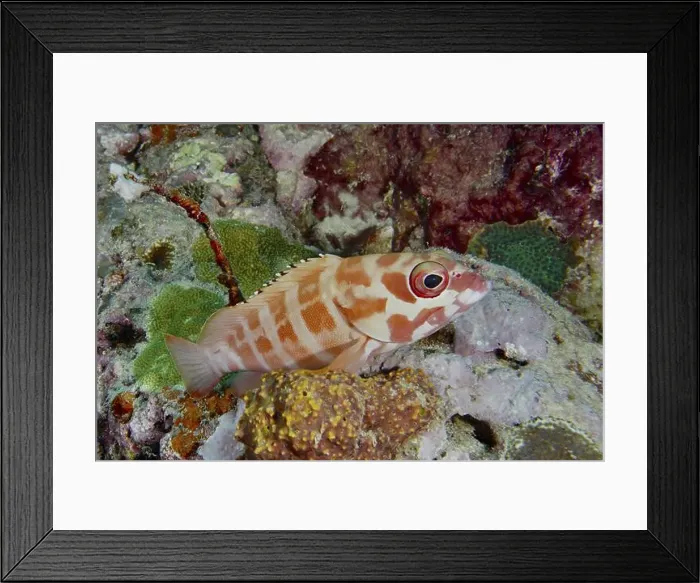Framed Print : Mottled grouper (Epinephelus fasciatus) Framed Print : Mottled grouper (Epinephelus fasciatus)