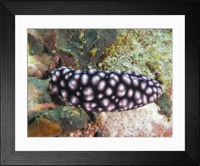 Framed Print : Pink patterned nudibranch with black body Framed Print : Pink patterned nudibranch with black body