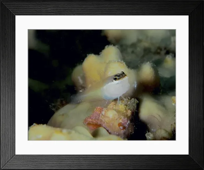 Framed Print : A Blenny, Banda combtooth blenny (Ecsenius bandanus) Framed Print : A Blenny, Banda combtooth blenny (Ecsenius bandanus)