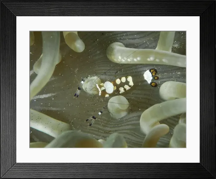 Framed Print : Transparent peacock anemone shrimp (Ancylocaris brevicarpalis) hiding between the tentacles of a sea anemone Framed Print : Transparent peacock anemone shrimp (Ancylocaris brevicarpalis) hiding between the tentacles of a sea anemone