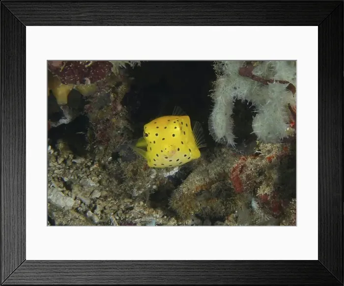 Framed Print : Square yellow fish, yellow boxfish (Ostracion cubicus) juvenile Framed Print : Square yellow fish, yellow boxfish (Ostracion cubicus) juvenile
